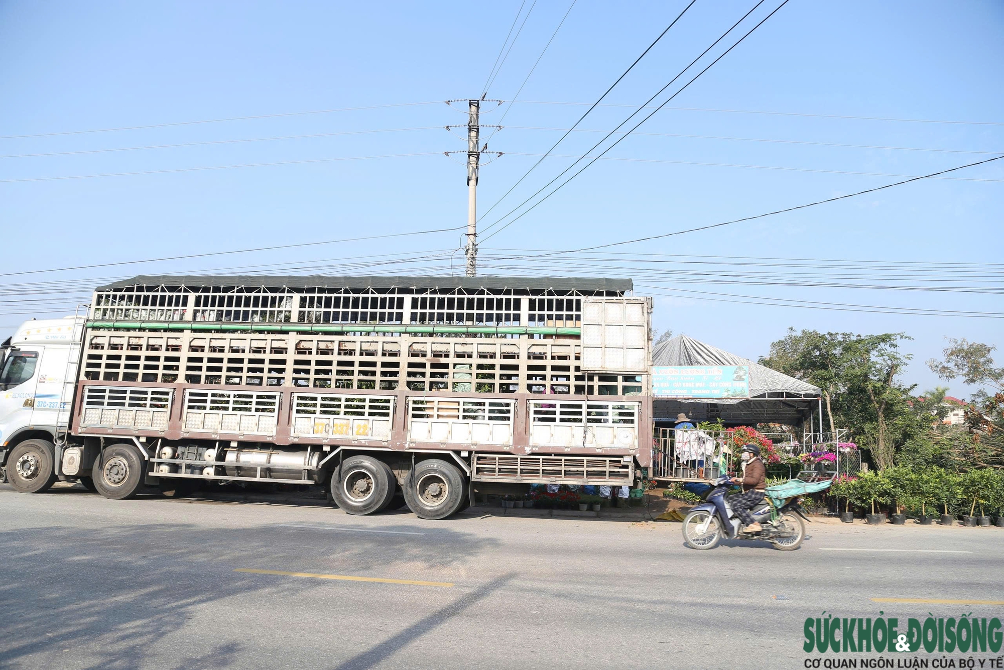 Hoa, cây cảnh tấp nập ven quốc lộ Nghệ An chờ người mua- Ảnh 7.
