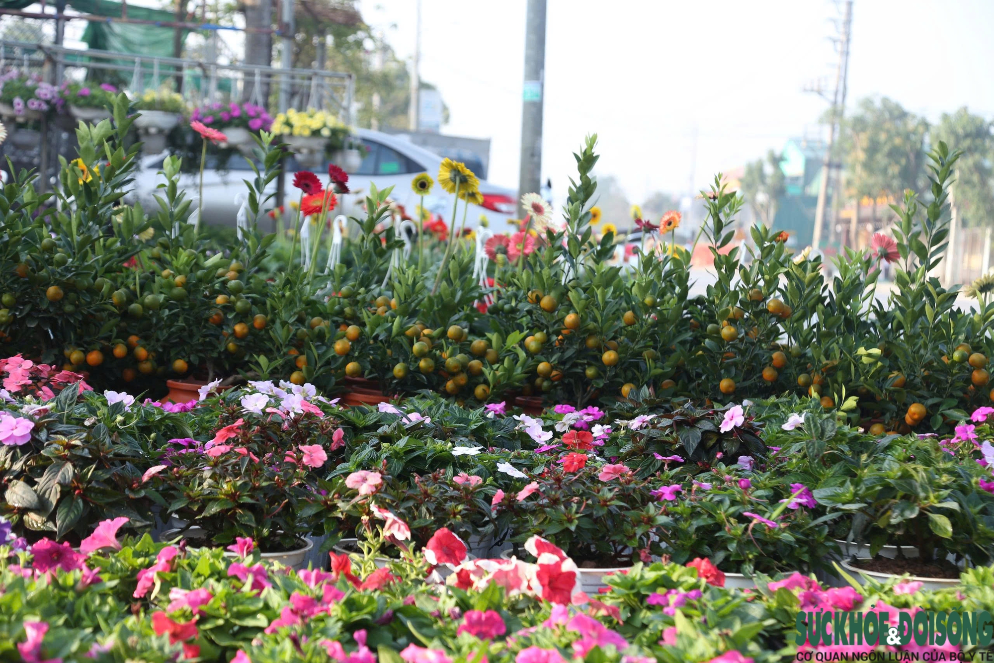 Hoa, cây cảnh tấp nập ven quốc lộ Nghệ An chờ người mua- Ảnh 11.