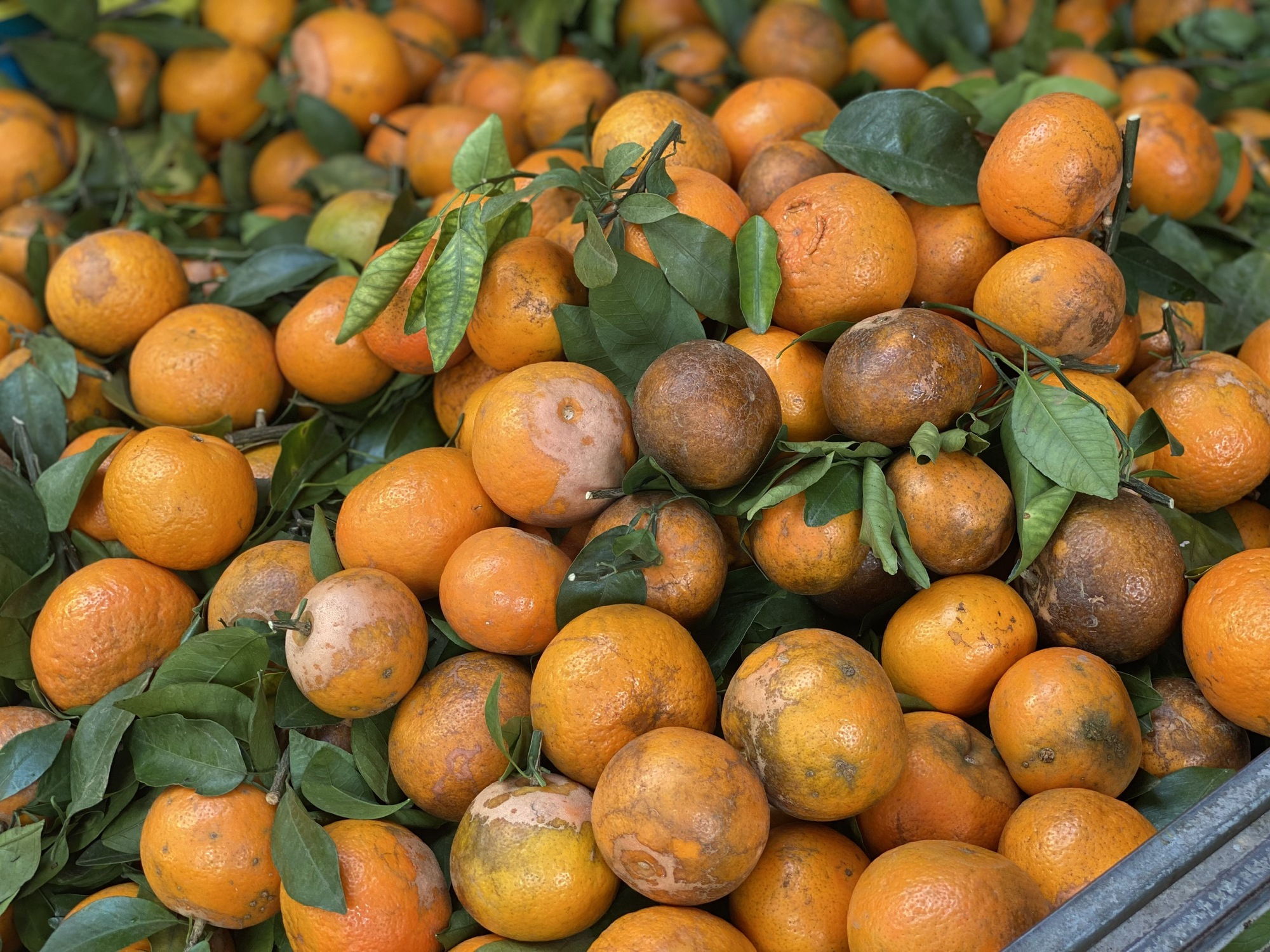 Loại quýt mã rám có gì đặc biệt mà khiến tiểu thương Việt nhập hàng tạ về bán mỗi ngày?- Ảnh 4.