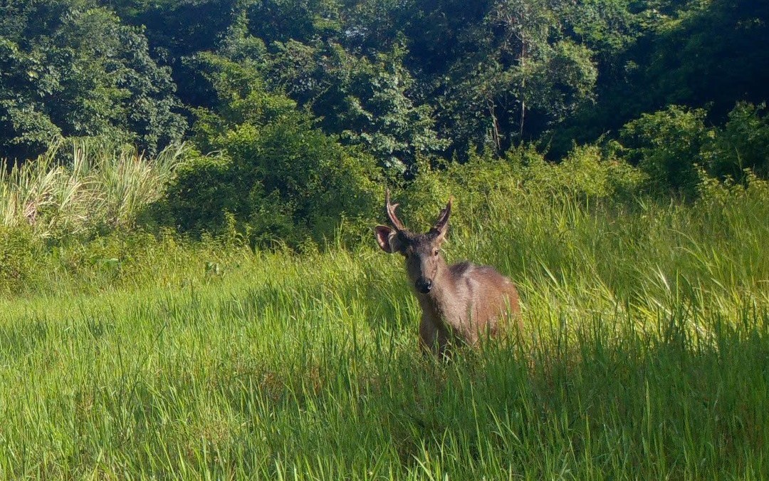 Người đàn ông bị khởi tố vì mua bán rắn Hổ mang chúa- Ảnh 2.