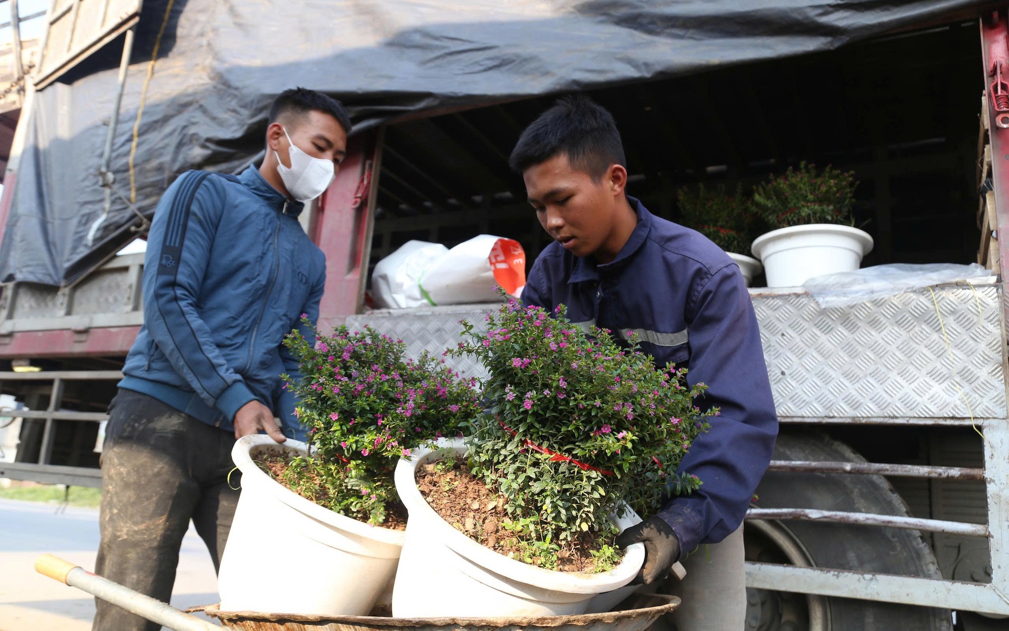 Hoa, cây cảnh tấp nập ven quốc lộ Nghệ An chờ người mua