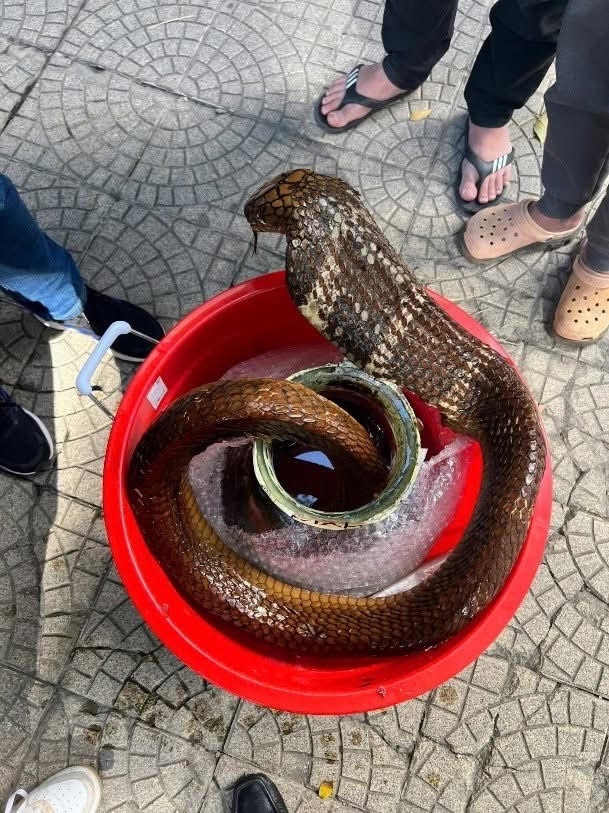 Người đàn ông bị khởi tố vì mua bán rắn Hổ mang chúa- Ảnh 1.