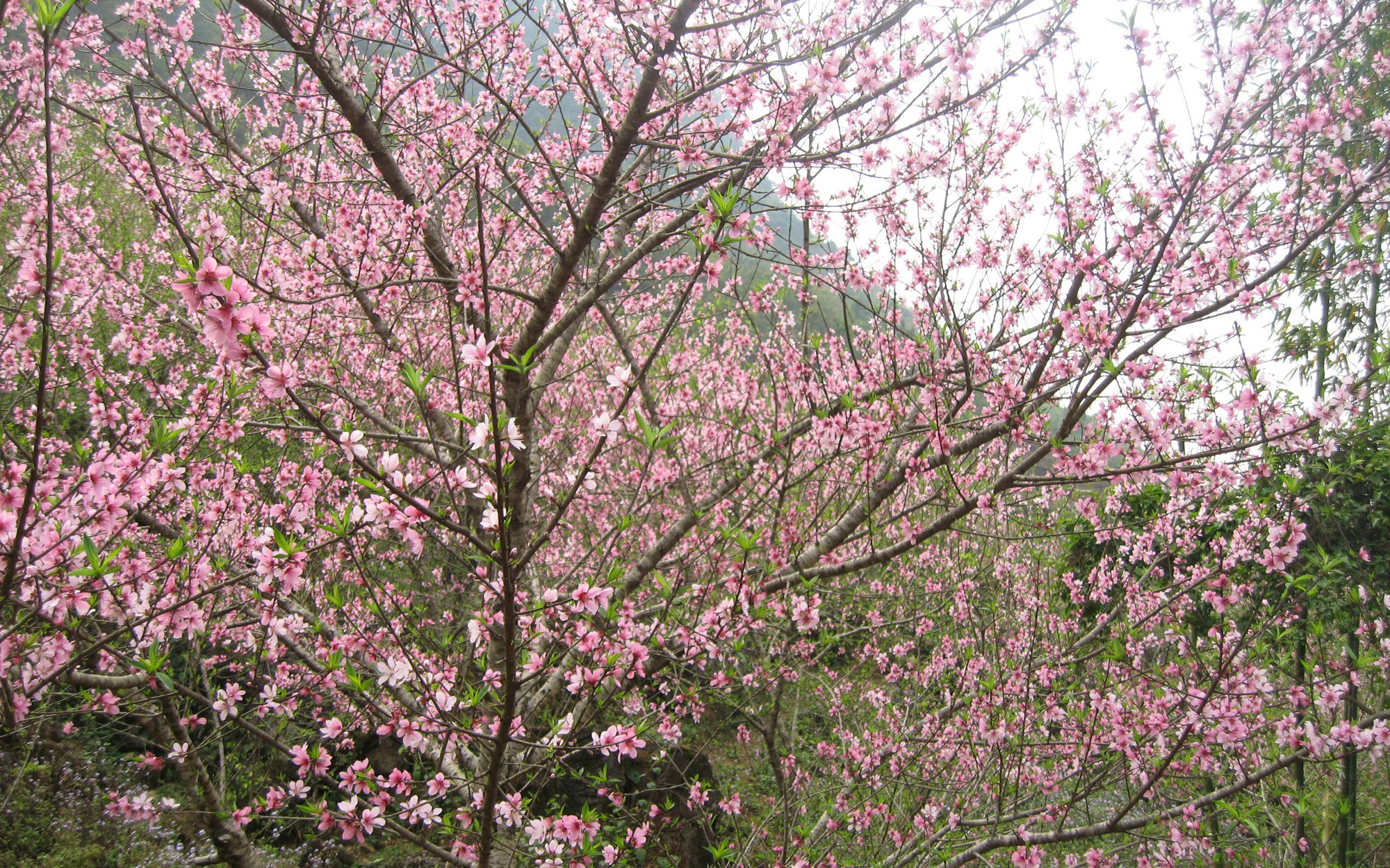 Chuyên gia chỉ cách "điều khiển" hoa đào nở đúng Tết