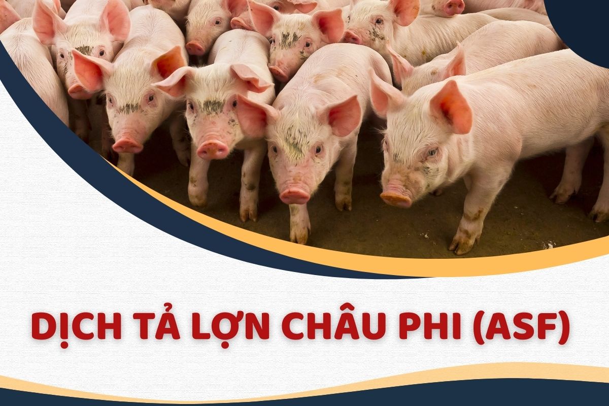anh-bia-1-17686204887831413518505.jpg