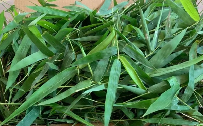 Bài thuốc chữa bệnh từ lá tre - Ảnh 3. Thực hư về công dụng