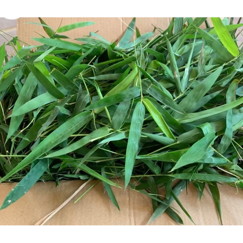 Thực hư về công dụng 'giải độc vaccine' của lá tre gai- Ảnh 1.