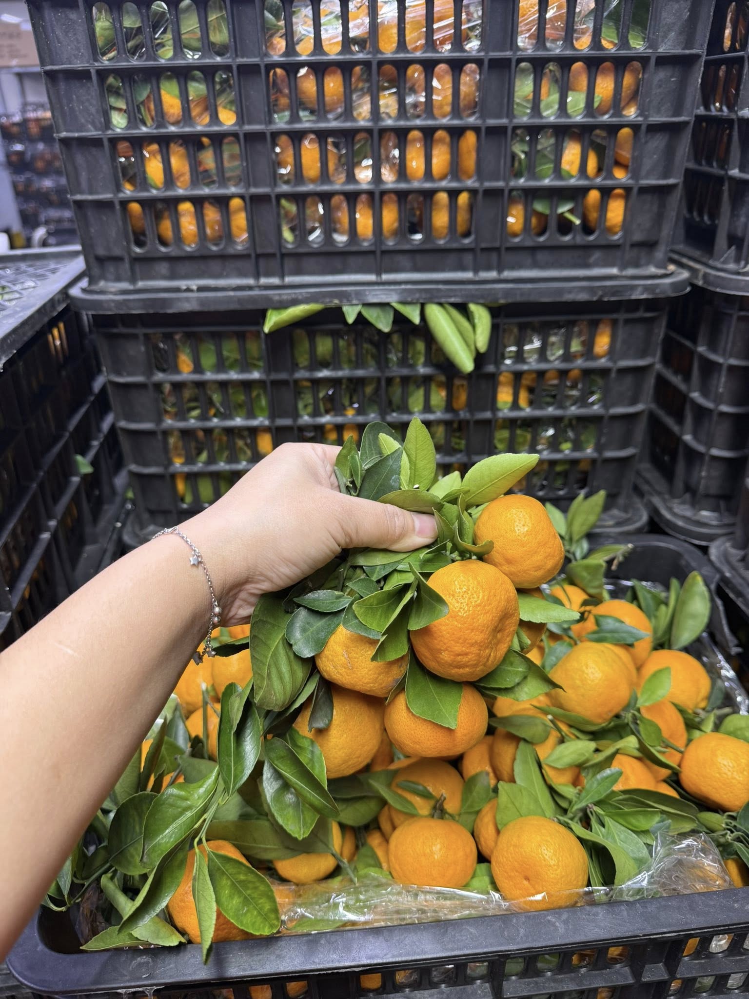 Quýt giá rẻ bán đầy thị trường, tiểu thương bật mí ‘bí kíp’ phân biệt hàng Việt Nam và hàng Trung Quốc- Ảnh 3.