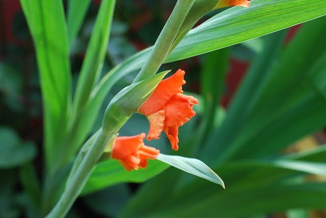 'Điều khiển' hoa lay ơn nở đúng Tết và cách nhận diện cành hoa đẹp- Ảnh 1.