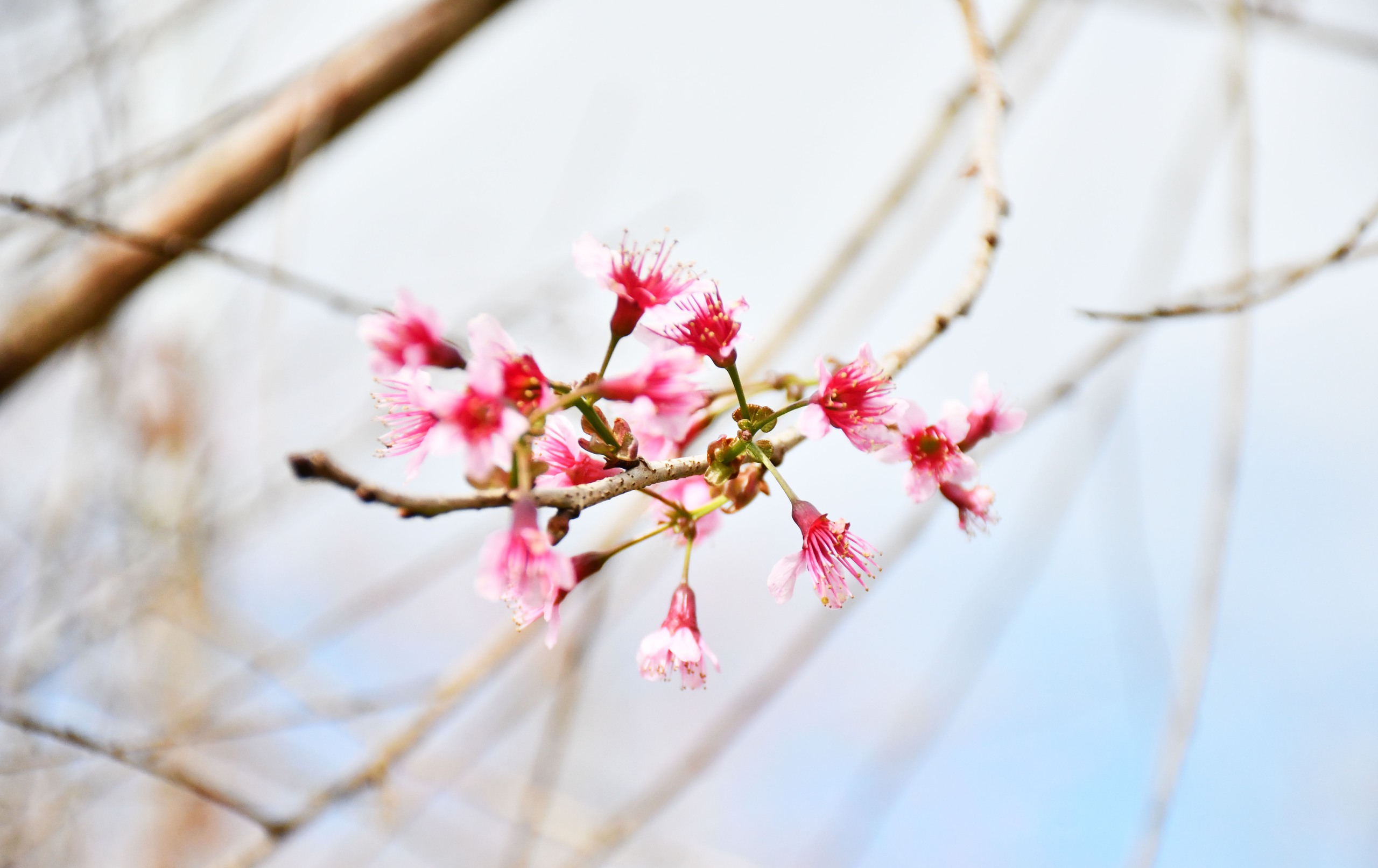 Mãn nhãn với sắc hoa anh đào đang nở rộ ở Măng Đen - Ảnh 11.