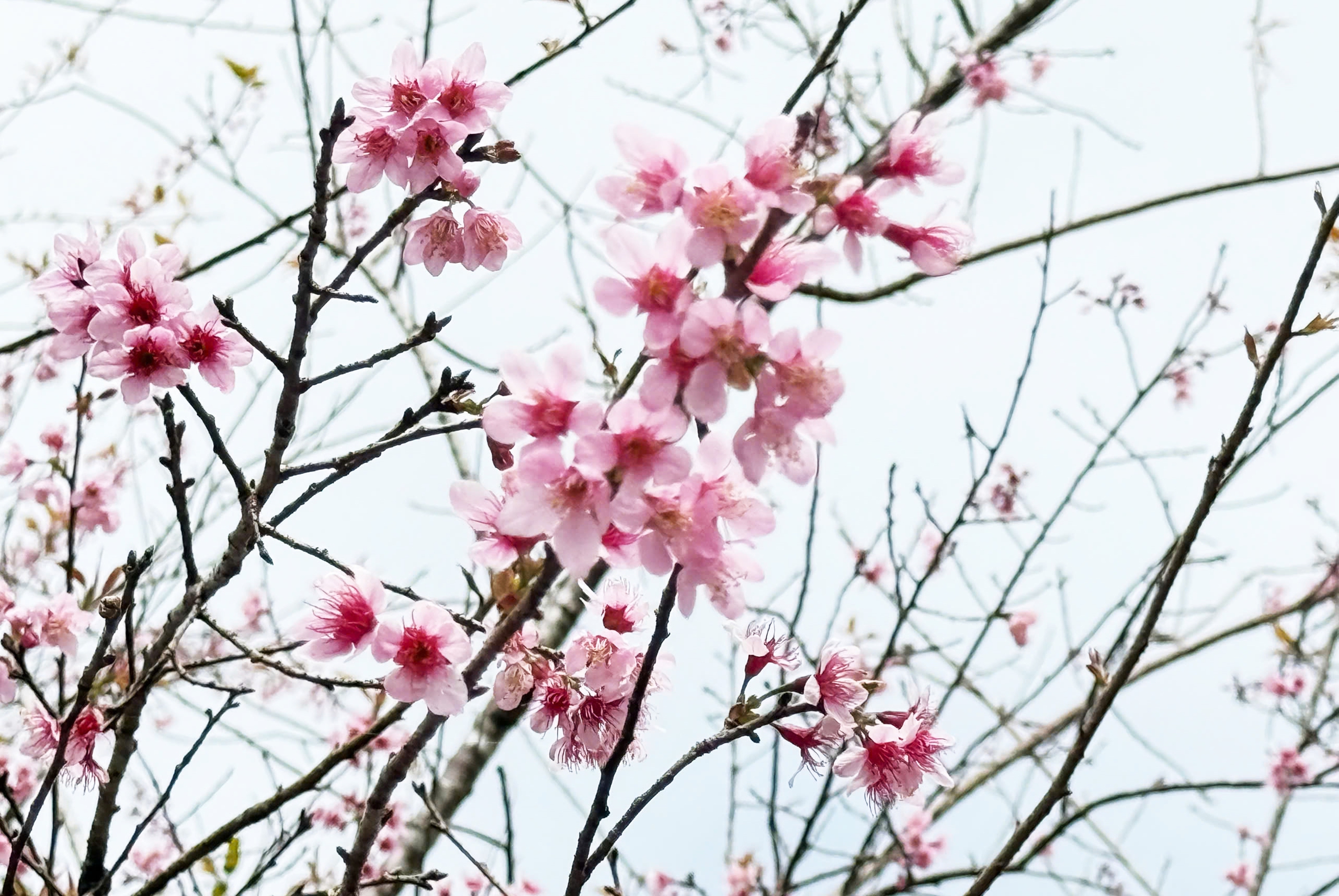 Mãn nhãn với sắc hoa anh đào đang nở rộ ở Măng Đen - Ảnh 12.