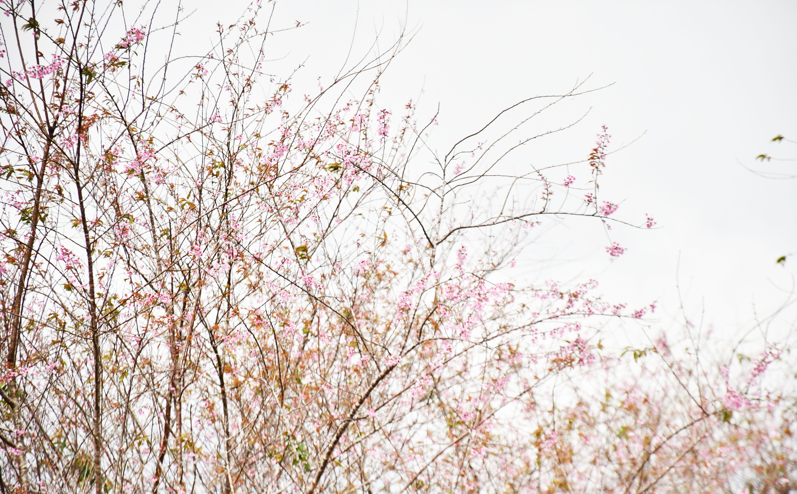 Mãn nhãn với sắc hoa anh đào đang nở rộ ở Măng Đen - Ảnh 5.