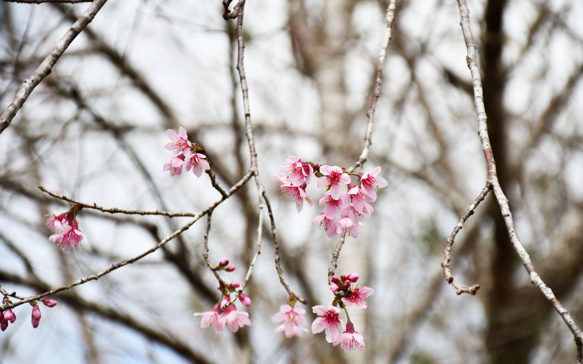 Mãn nhãn với sắc hoa anh đào đang nở rộ ở Măng Đen