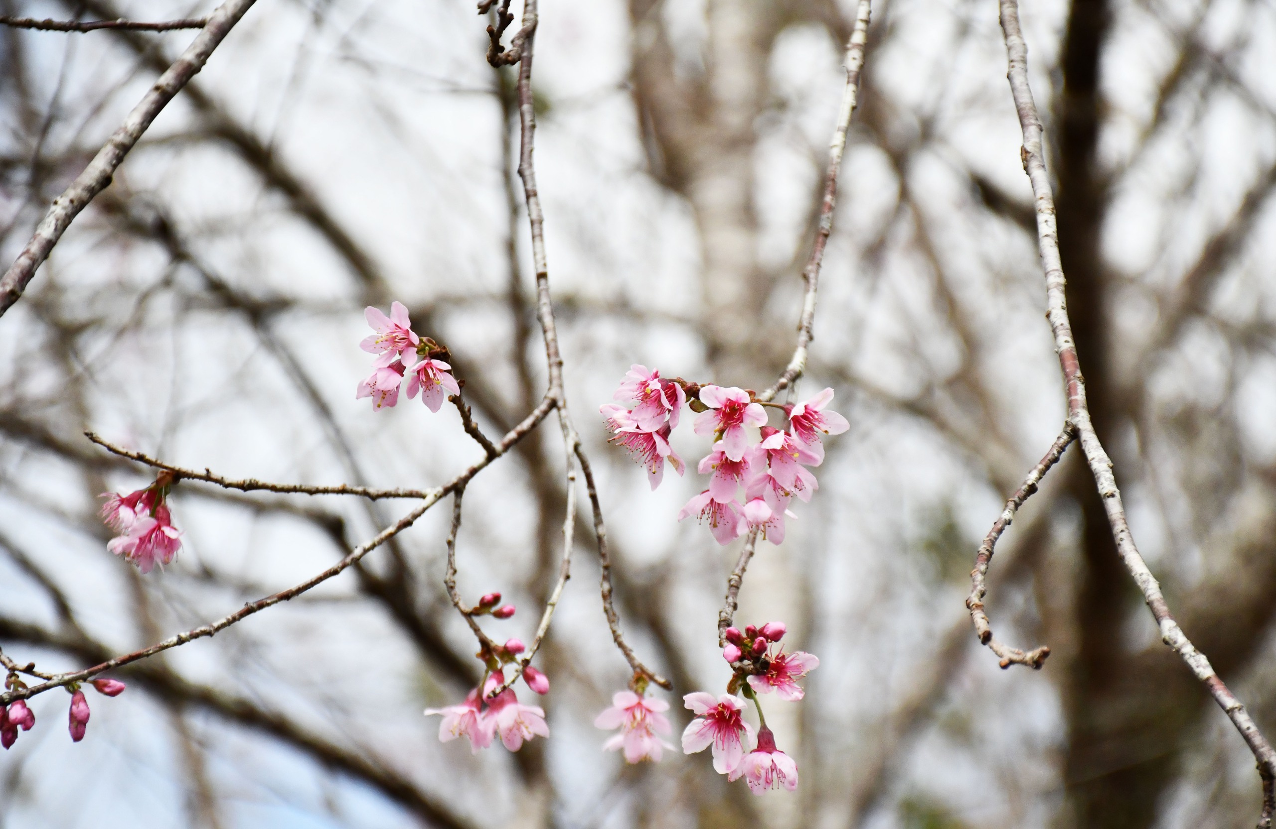 Mãn nhãn với sắc hoa anh đào đang nở rộ ở Măng Đen - Ảnh 6.
