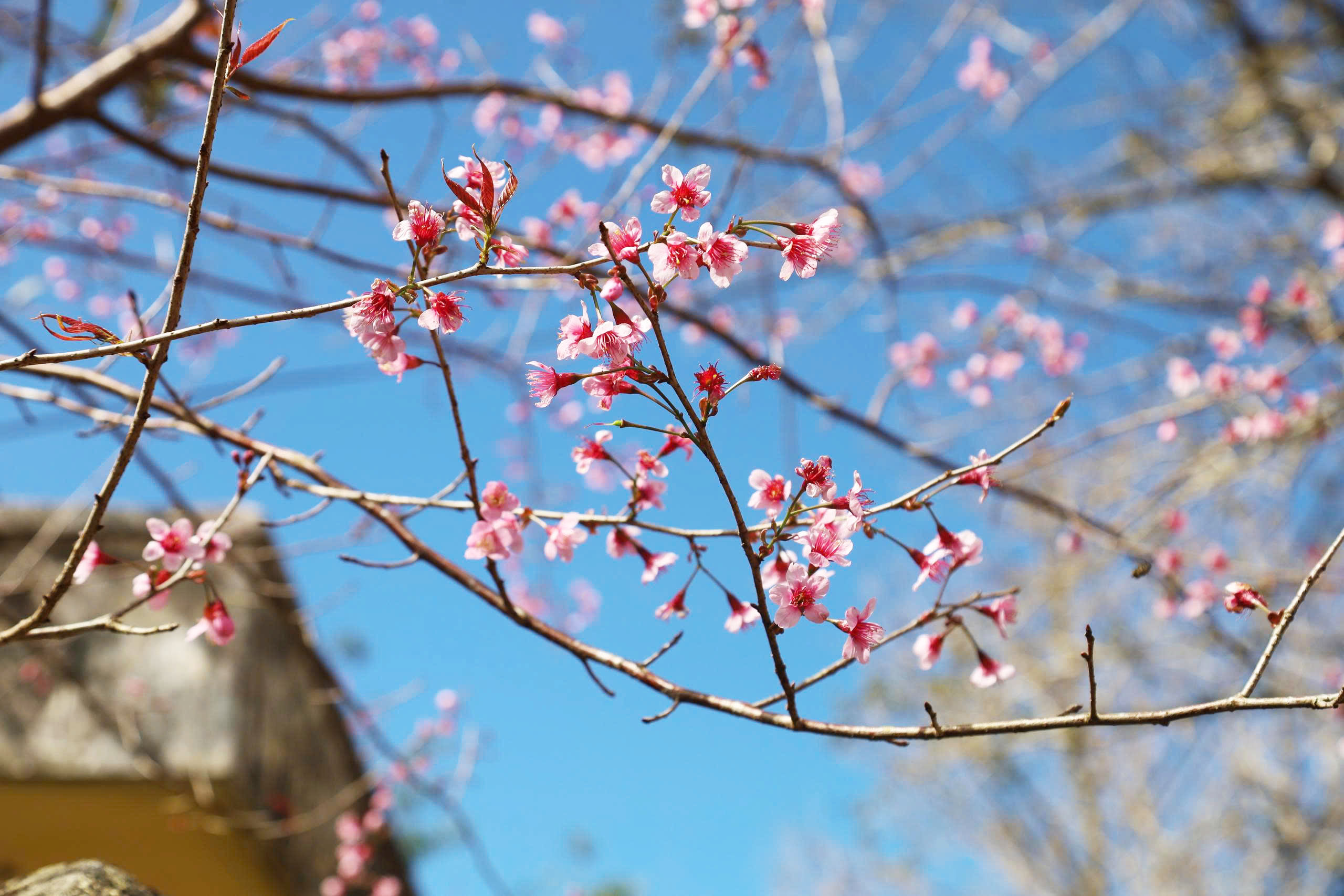 Mãn nhãn với sắc hoa anh đào đang nở rộ ở Măng Đen - Ảnh 7.