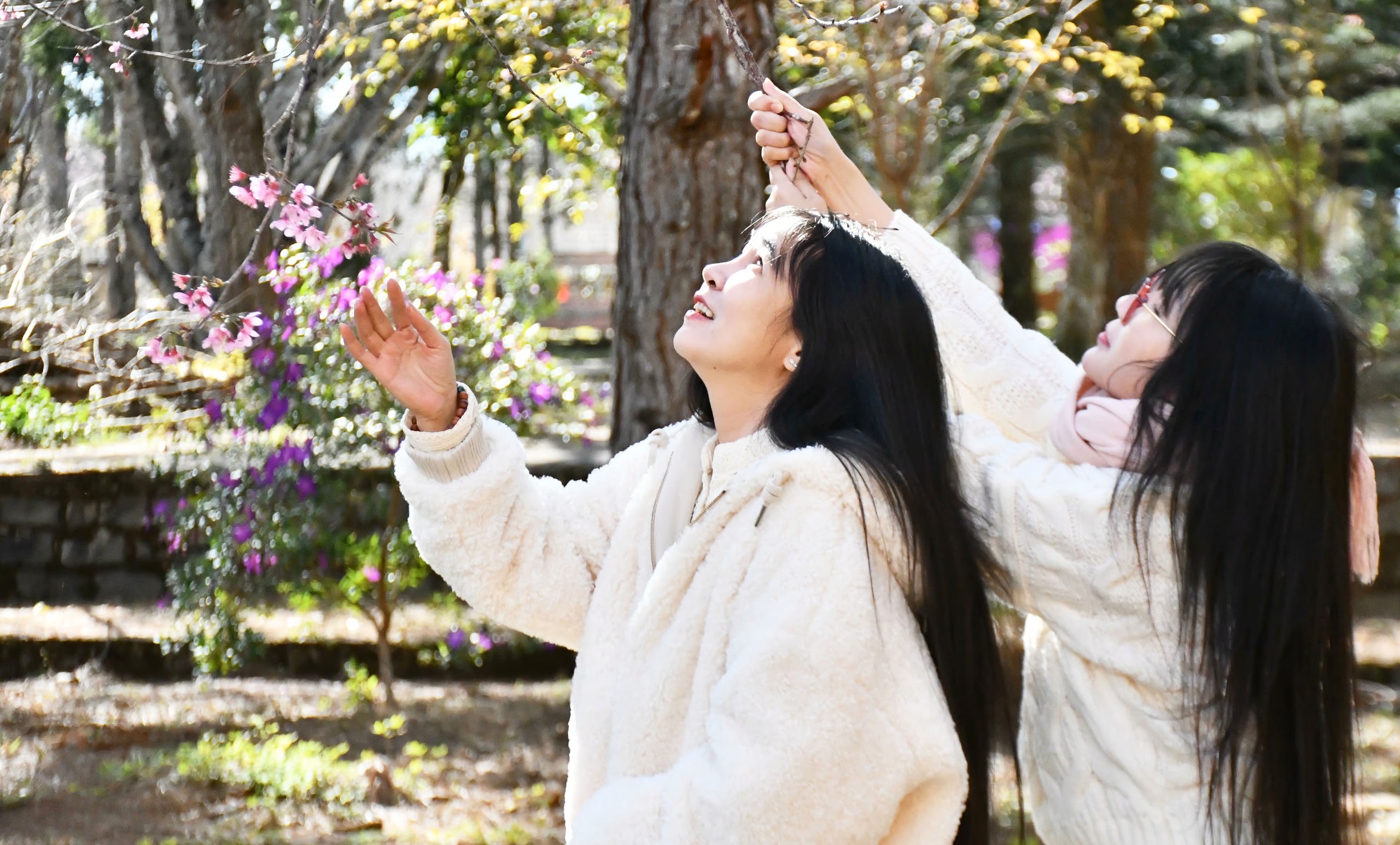 Mãn nhãn với sắc hoa anh đào đang nở rộ ở Măng Đen - Ảnh 8.