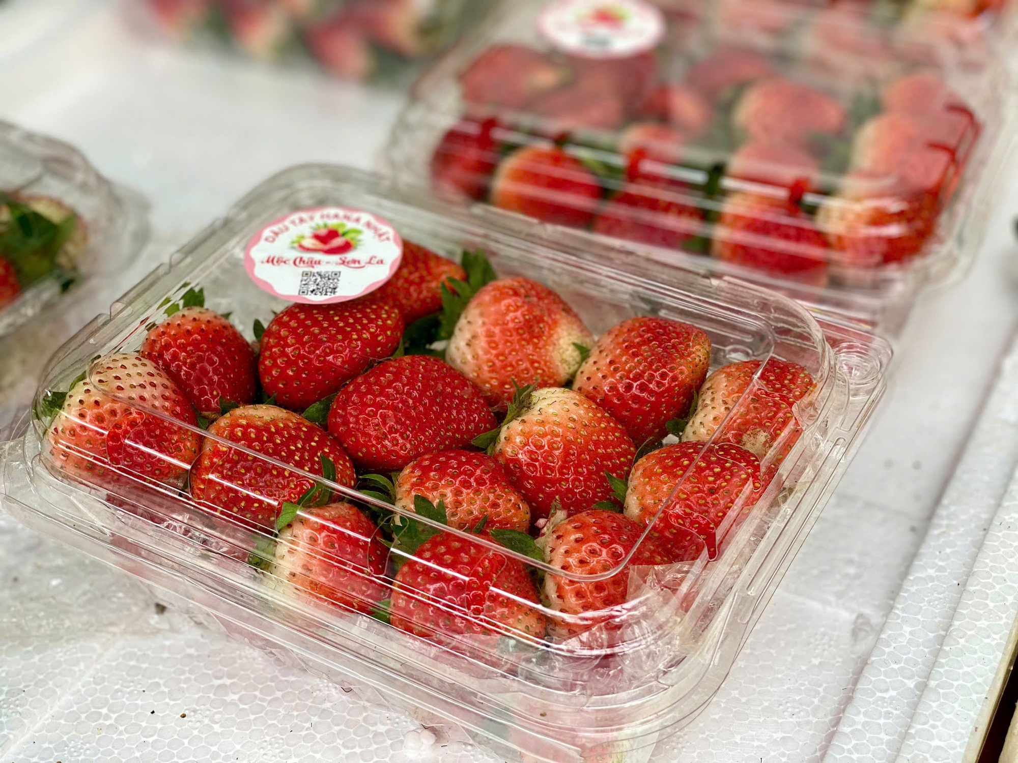 Tiểu thương lý giải nguyên nhân giá dâu tây Mộc Châu lên tới nửa triệu đồng/kg- Ảnh 4. Tiểu thương lý giải nguyên nhân giá dâu tây Mộc Châu lên tới nửa triệu đồng/kg- Ảnh 4.