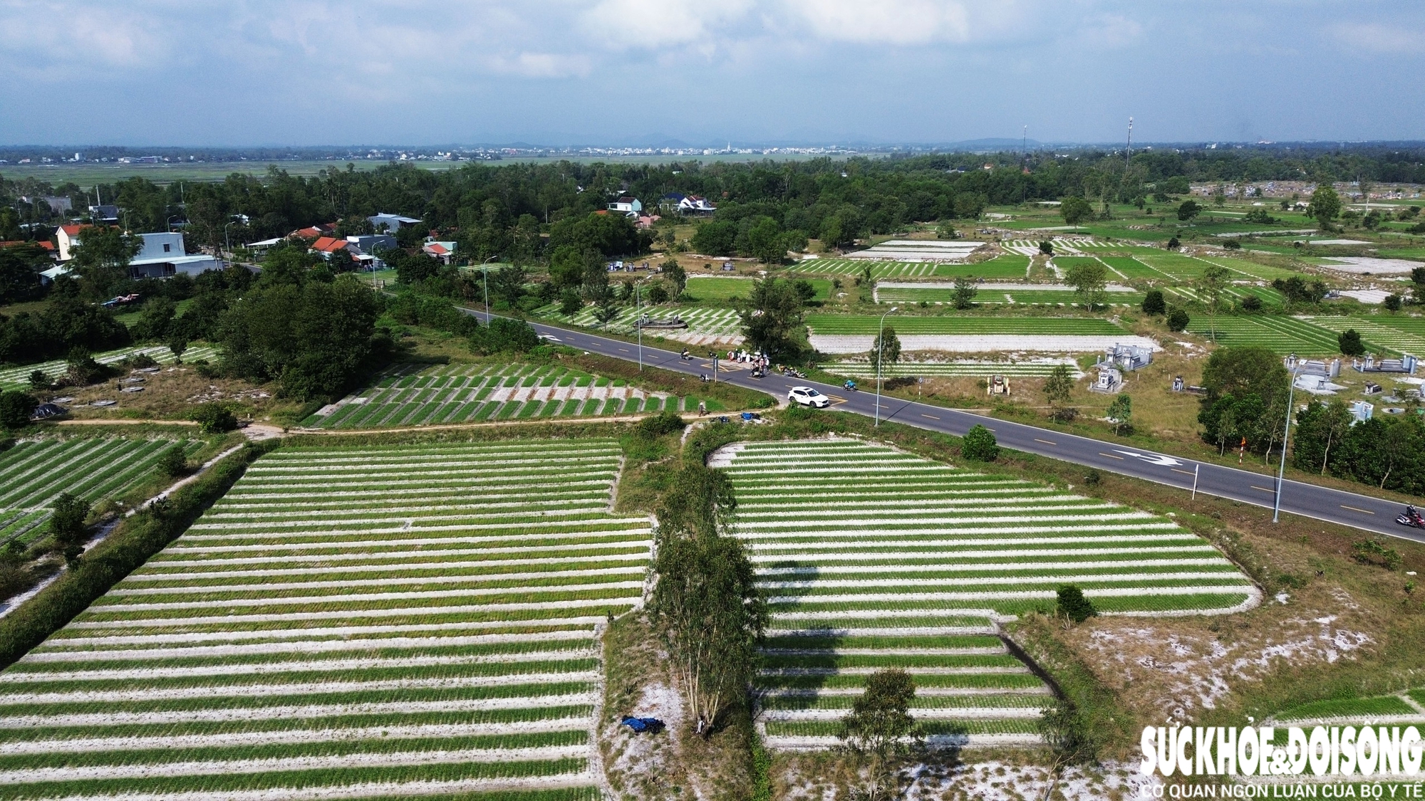 Giáp Tết, kiệu được giá, nông dân Đà Nẵng phấn khởi thu hoạch- Ảnh 2.