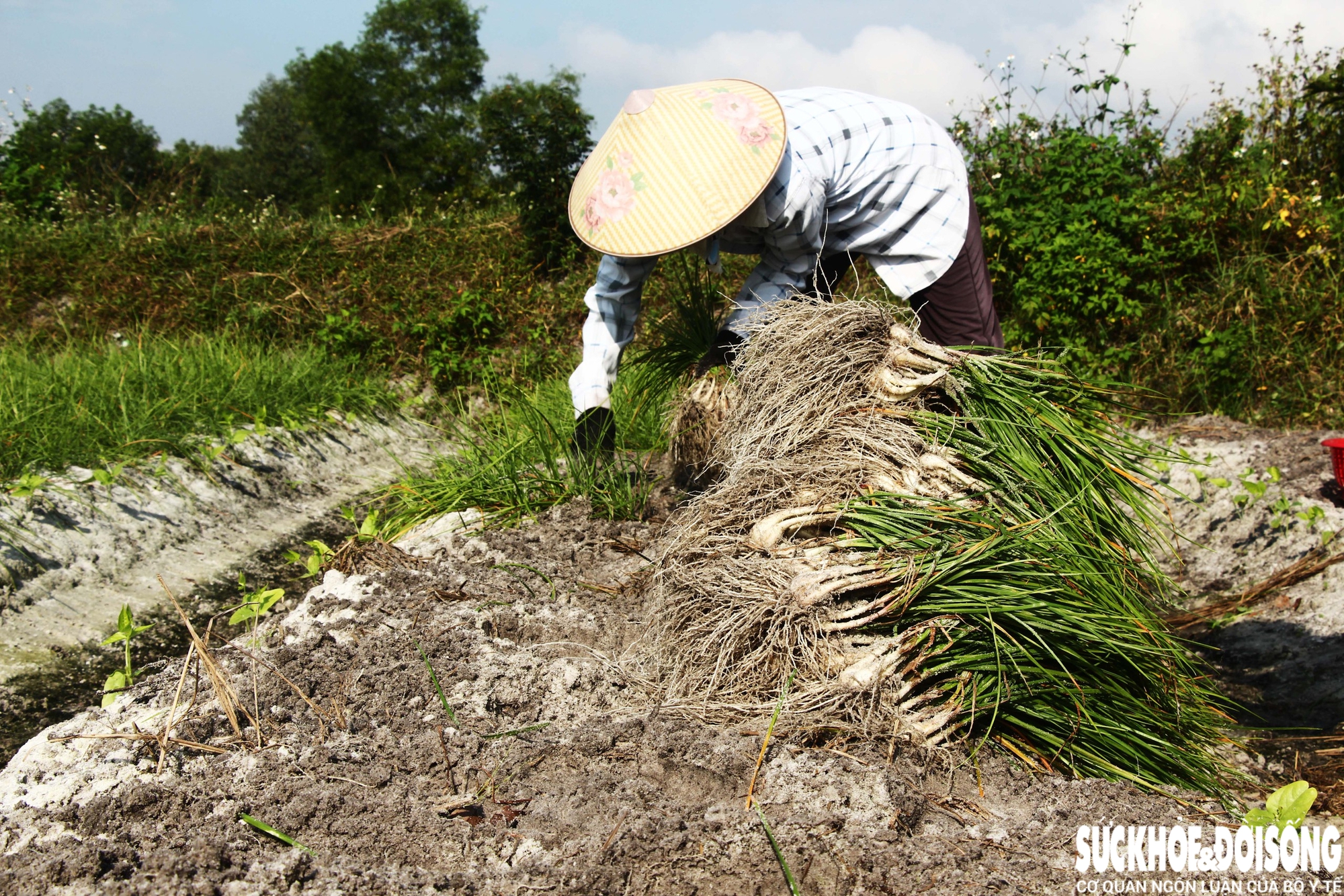 Giáp Tết, kiệu được giá, nông dân Đà Nẵng phấn khởi thu hoạch- Ảnh 3.
