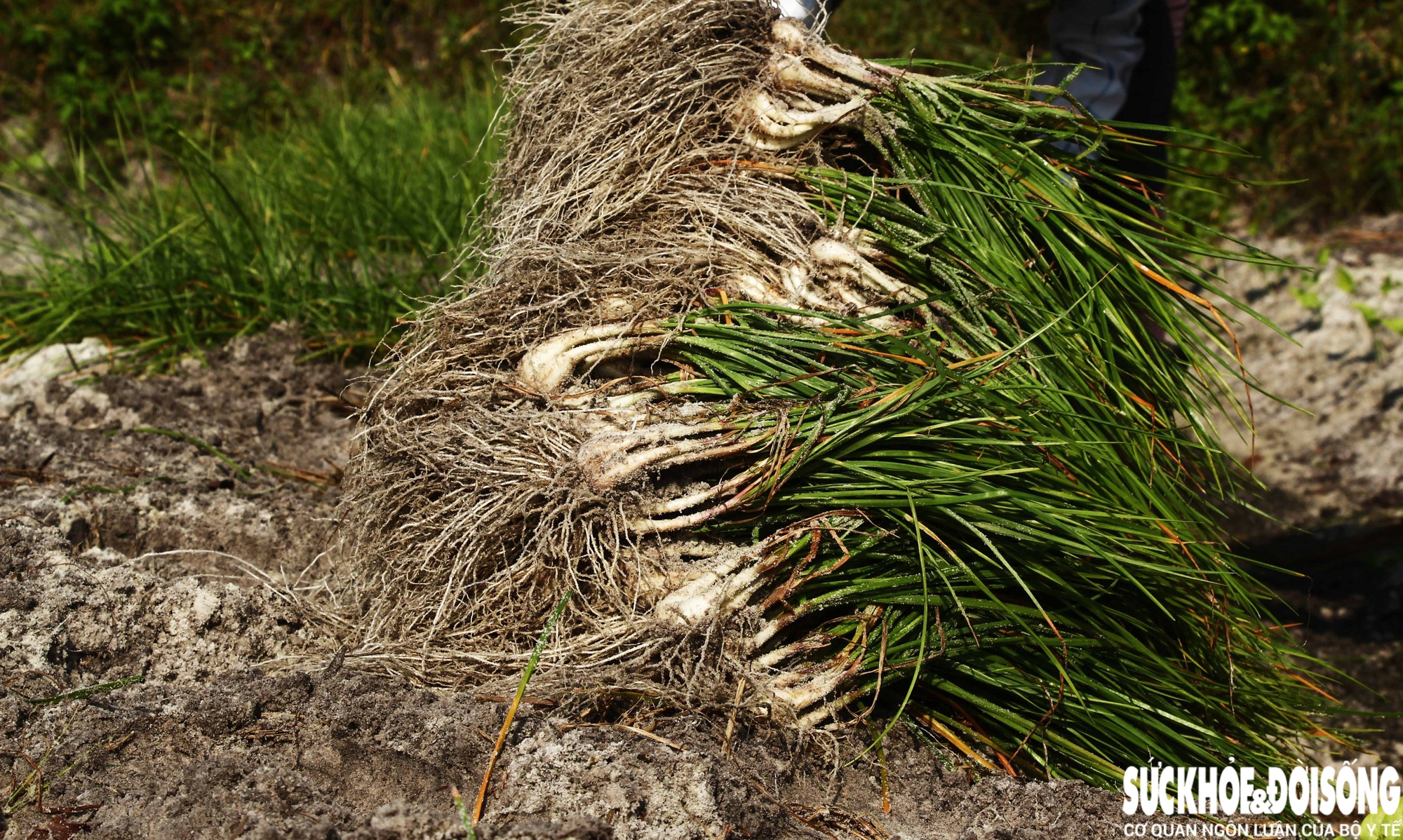 Giáp Tết, kiệu được giá, nông dân Đà Nẵng phấn khởi thu hoạch- Ảnh 4.