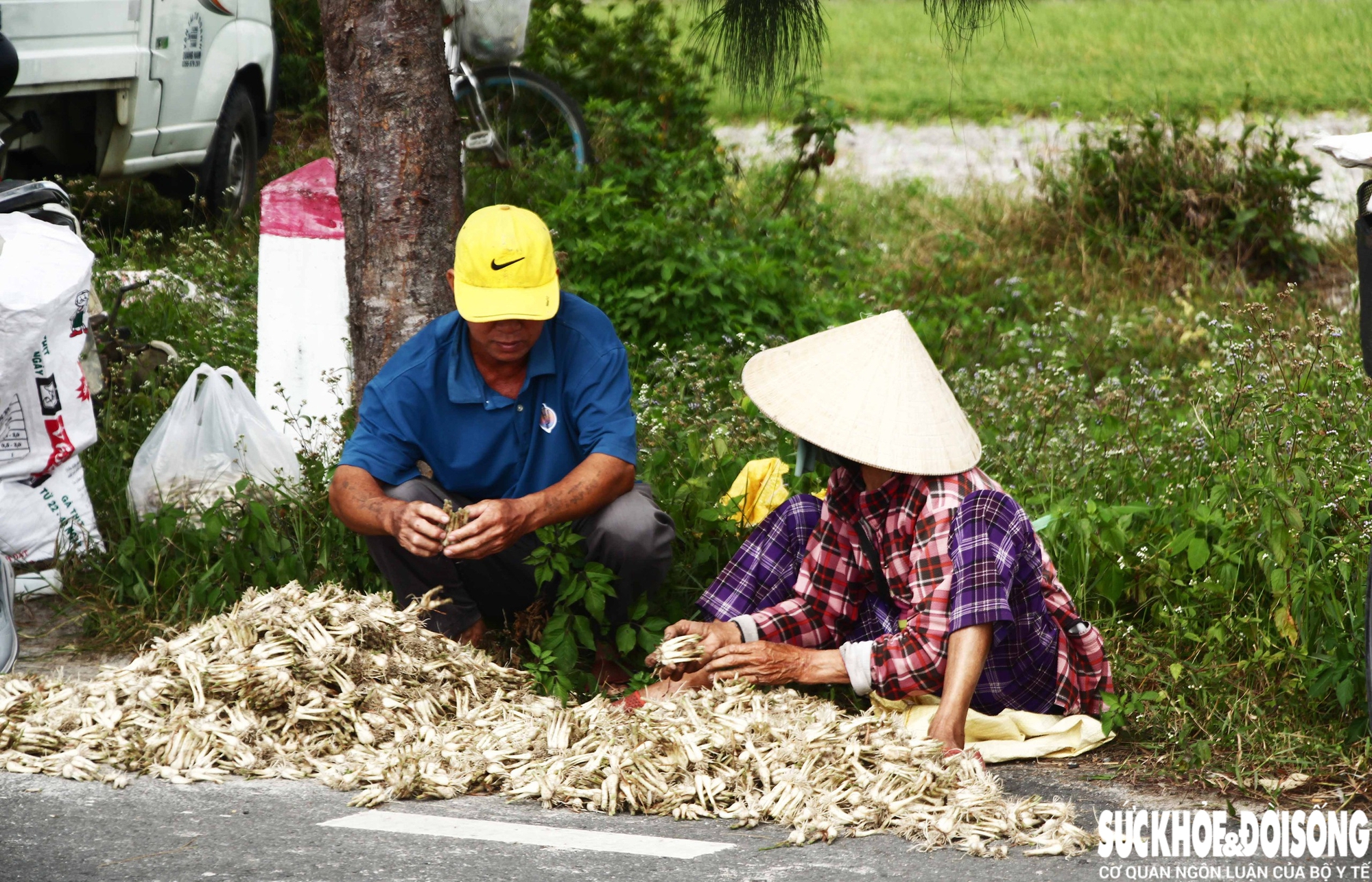 Giáp Tết, kiệu được giá, nông dân Đà Nẵng phấn khởi thu hoạch- Ảnh 5.