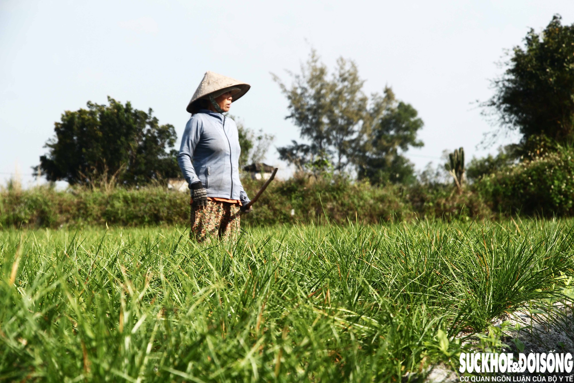 Giáp Tết, kiệu được giá, nông dân Đà Nẵng phấn khởi thu hoạch- Ảnh 7.