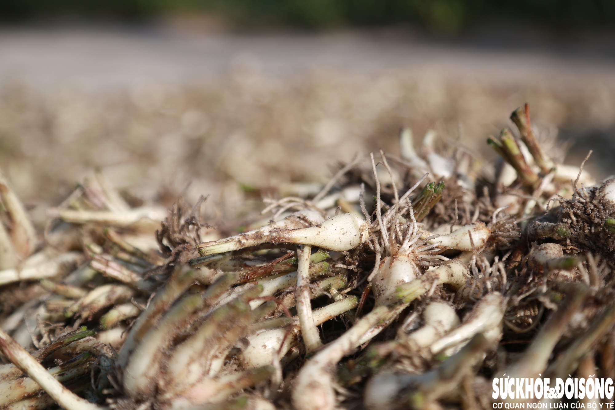 Giáp Tết, kiệu được giá, nông dân Đà Nẵng phấn khởi thu hoạch- Ảnh 8.