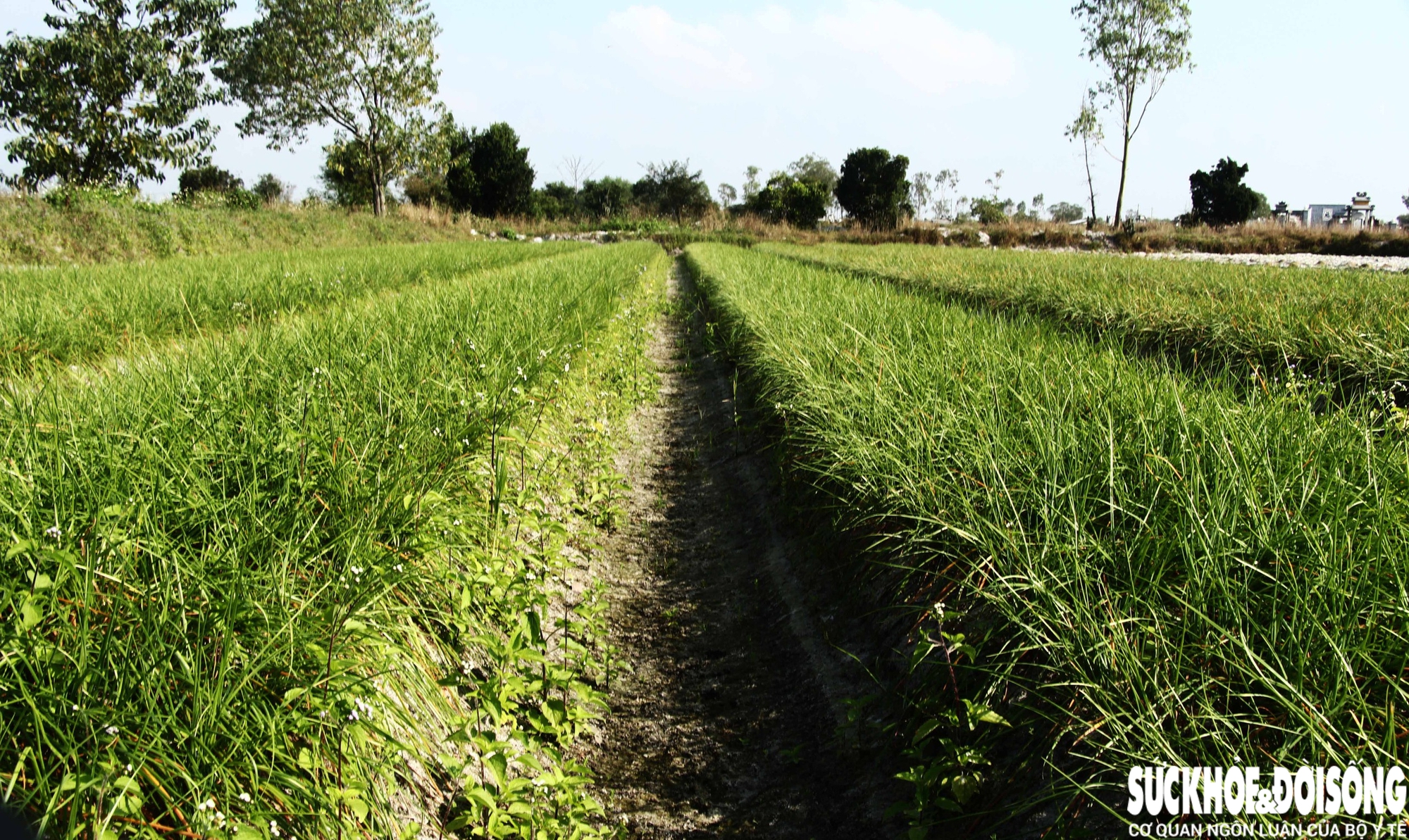 Giáp Tết, kiệu được giá, nông dân Đà Nẵng phấn khởi thu hoạch- Ảnh 9.