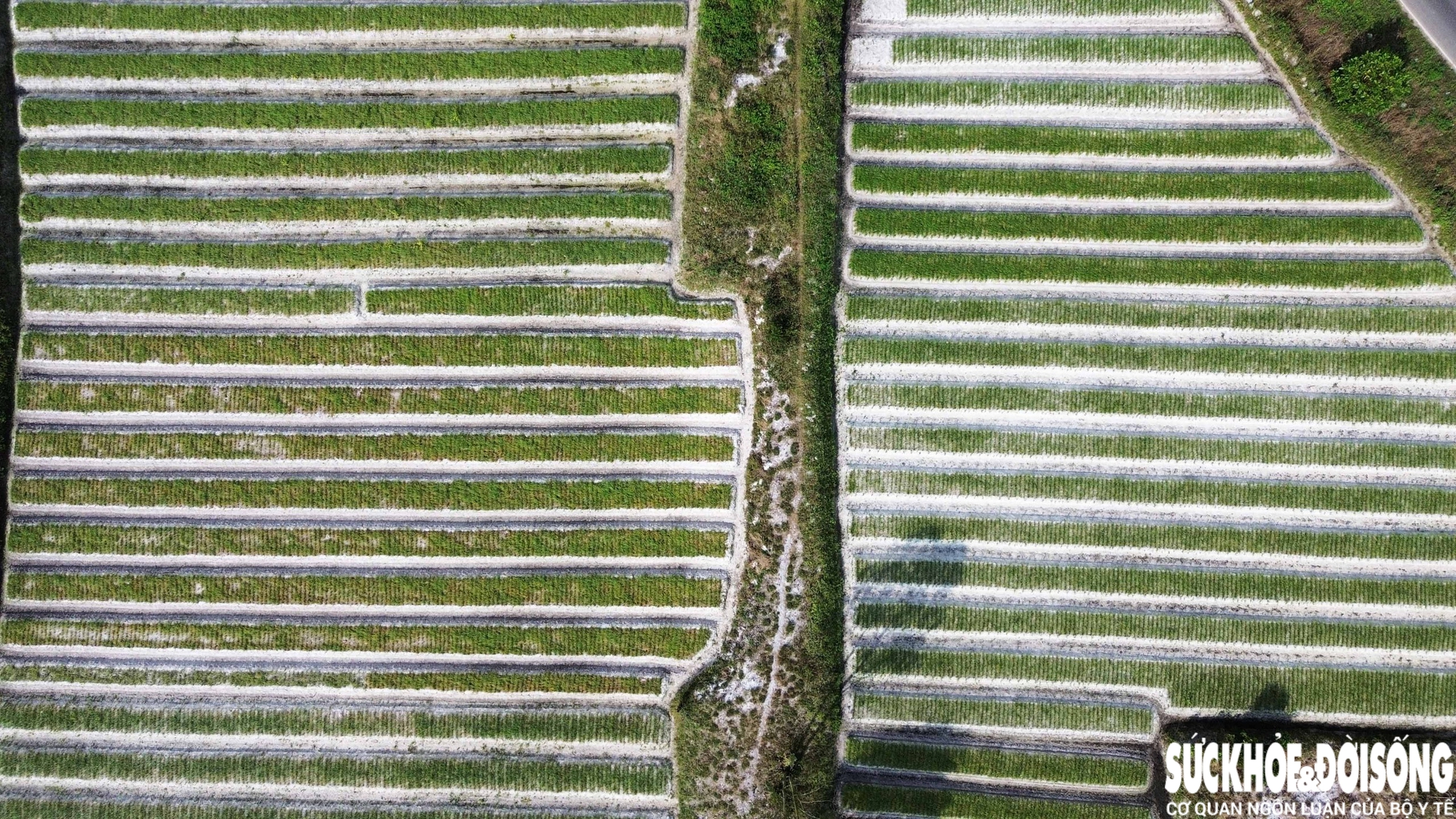 Giáp Tết, kiệu được giá, nông dân Đà Nẵng phấn khởi thu hoạch- Ảnh 10.