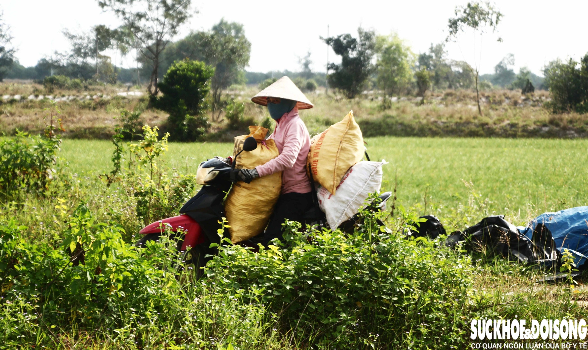 Giáp Tết, kiệu được giá, nông dân Đà Nẵng phấn khởi thu hoạch- Ảnh 14.