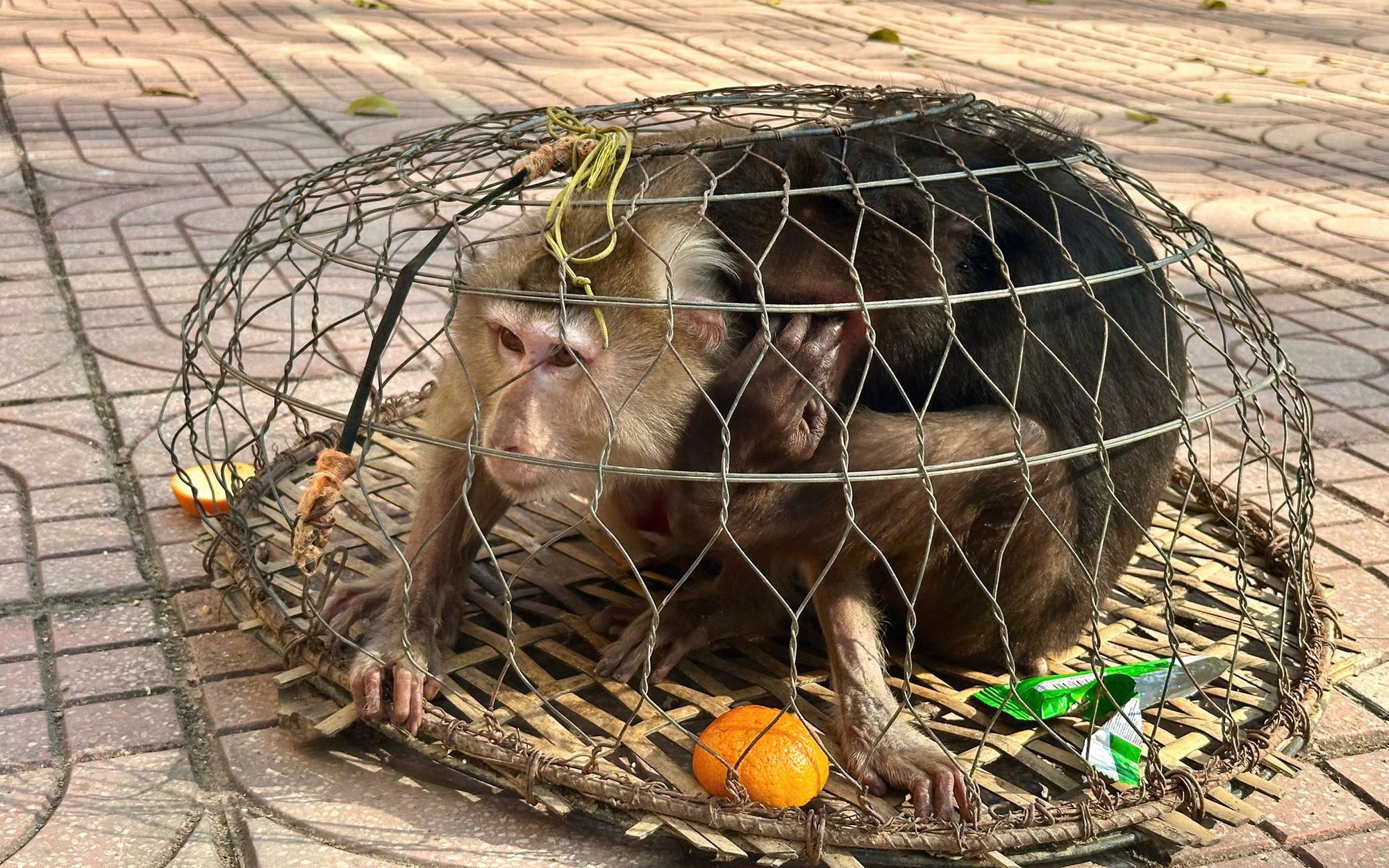 Sự hồi sinh của chú khỉ con có mẹ bị bắn chết khi nó mới 1 tháng tuổi- Ảnh 5.