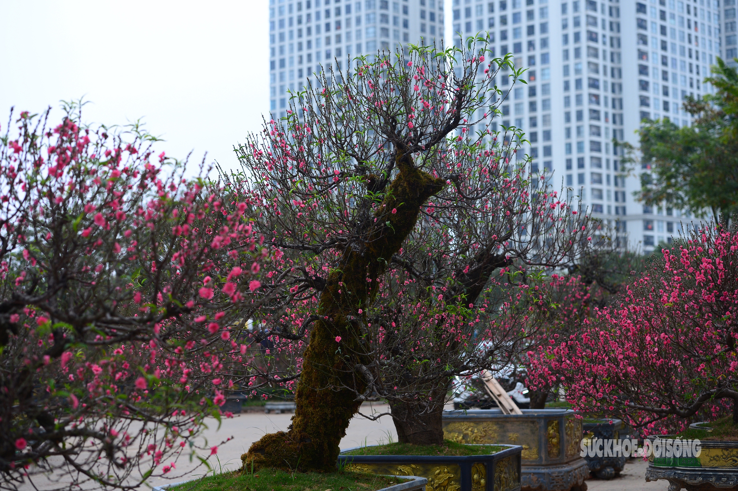 Mặc 'áo' rêu xanh cho đào cổ thụ- Ảnh 9. Mặc 'áo' rêu xanh cho đào cổ thụ- Ảnh 9.