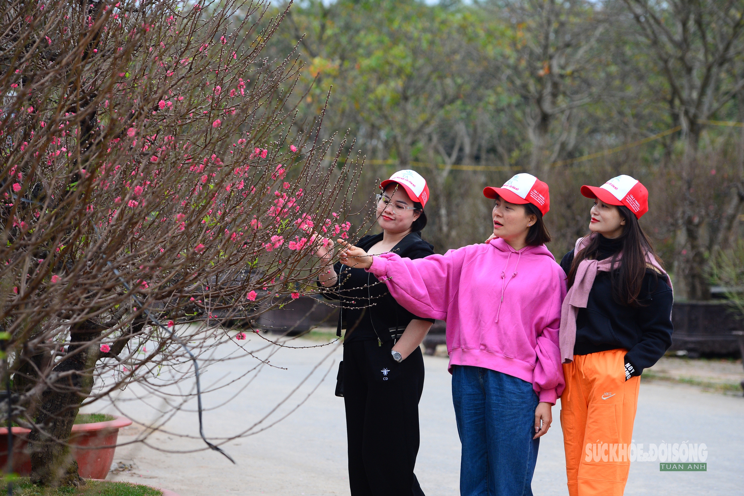 Mặc 'áo' rêu xanh cho đào cổ thụ- Ảnh 11. Mặc 'áo' rêu xanh cho đào cổ thụ- Ảnh 11.