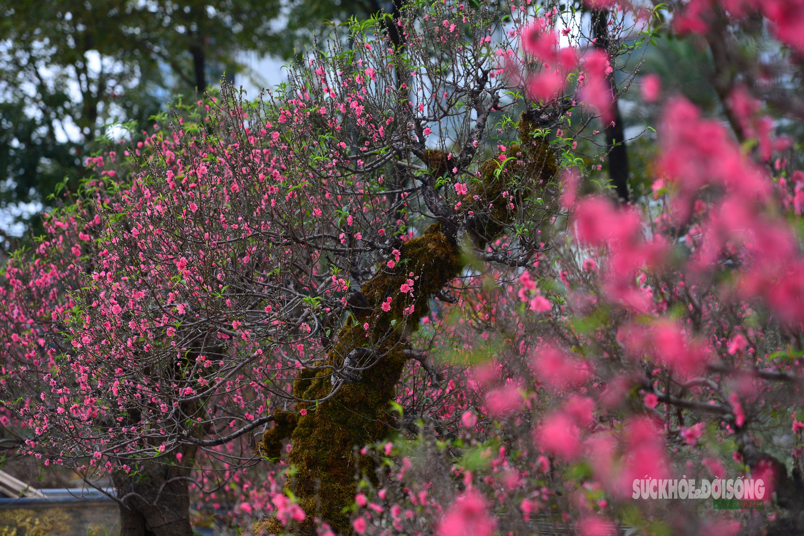 Mặc 'áo' rêu xanh cho đào cổ thụ- Ảnh 8. Mặc 'áo' rêu xanh cho đào cổ thụ- Ảnh 8.