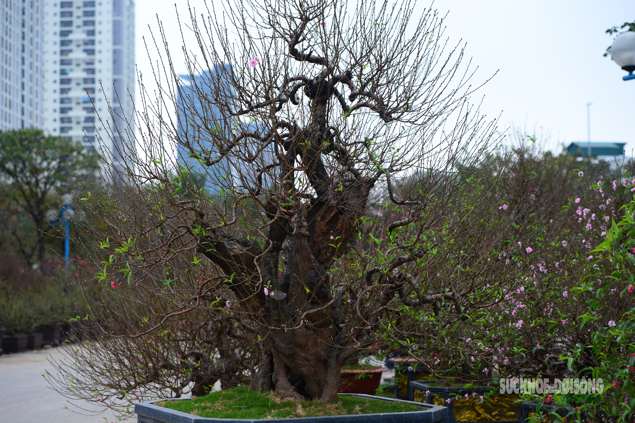 Mặc 'áo' rêu xanh cho đào cổ thụ- Ảnh 2. Mặc 'áo' rêu xanh cho đào cổ thụ- Ảnh 2.