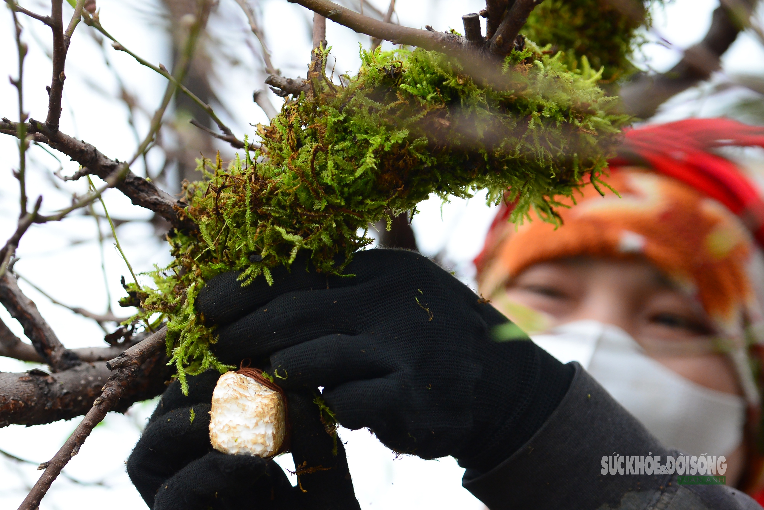 Mặc 'áo' rêu xanh cho đào cổ thụ- Ảnh 4. Mặc 'áo' rêu xanh cho đào cổ thụ- Ảnh 4.