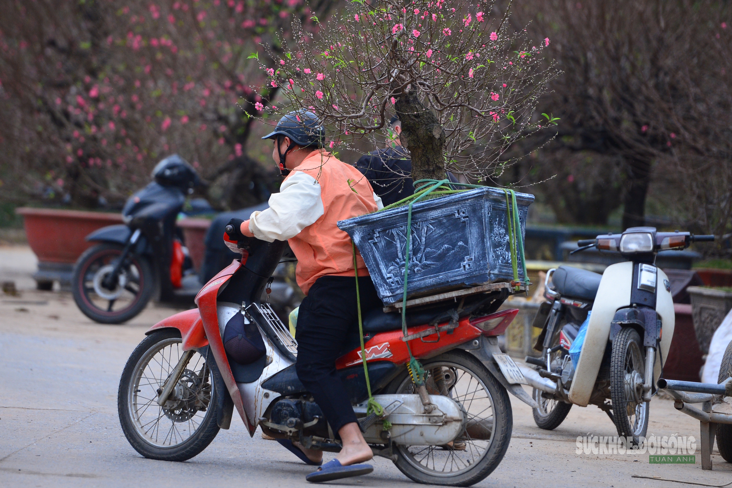 Mặc 'áo' rêu xanh cho đào cổ thụ- Ảnh 12. Mặc 'áo' rêu xanh cho đào cổ thụ- Ảnh 12.