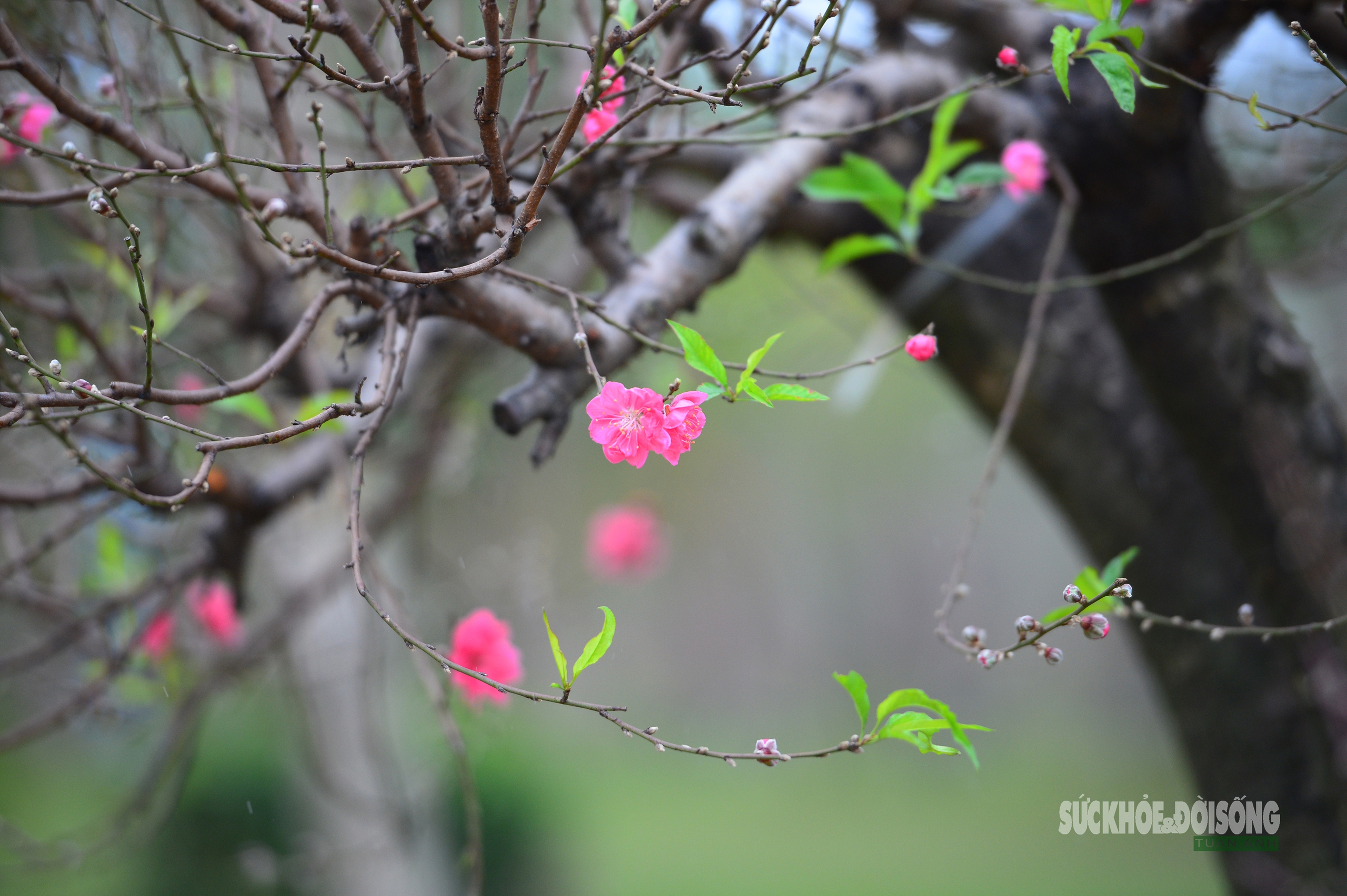 Mặc 'áo' rêu xanh cho đào cổ thụ- Ảnh 10. Mặc 'áo' rêu xanh cho đào cổ thụ- Ảnh 10.