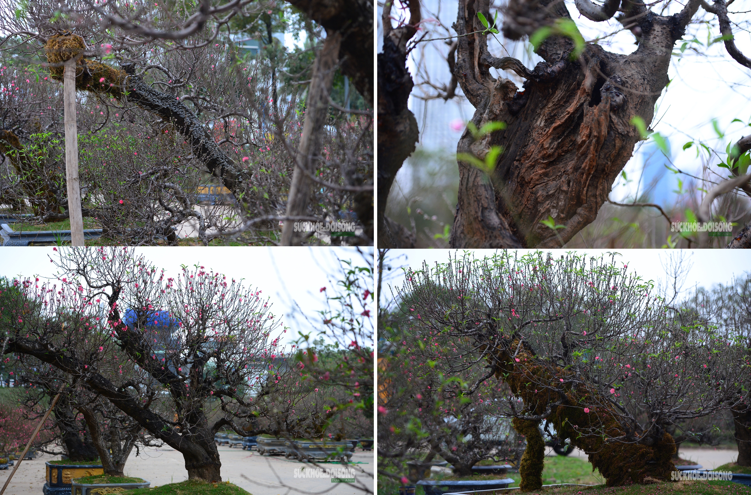 Mặc 'áo' rêu xanh cho đào cổ thụ- Ảnh 7. Mặc 'áo' rêu xanh cho đào cổ thụ- Ảnh 7.