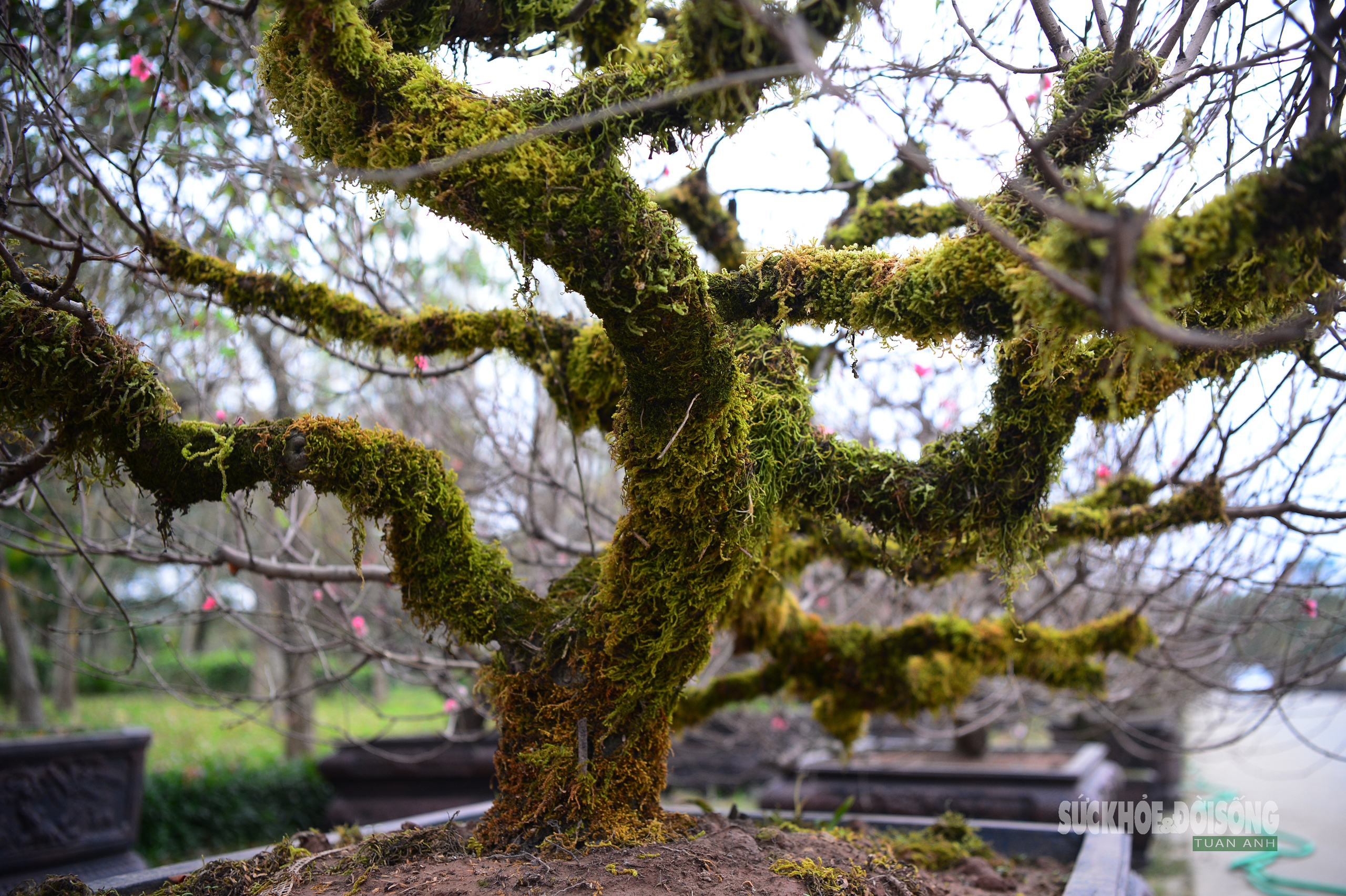 Mặc 'áo' rêu xanh cho đào cổ thụ- Ảnh 6. Mặc 'áo' rêu xanh cho đào cổ thụ- Ảnh 6.
