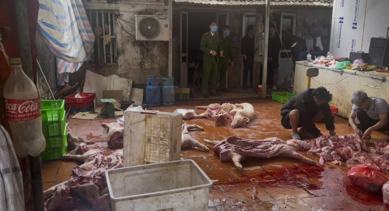 Khởi tố nhóm thu mua lợn chết, nhiễm dịch tả châu Phi bán ra thị trường- Ảnh 1.