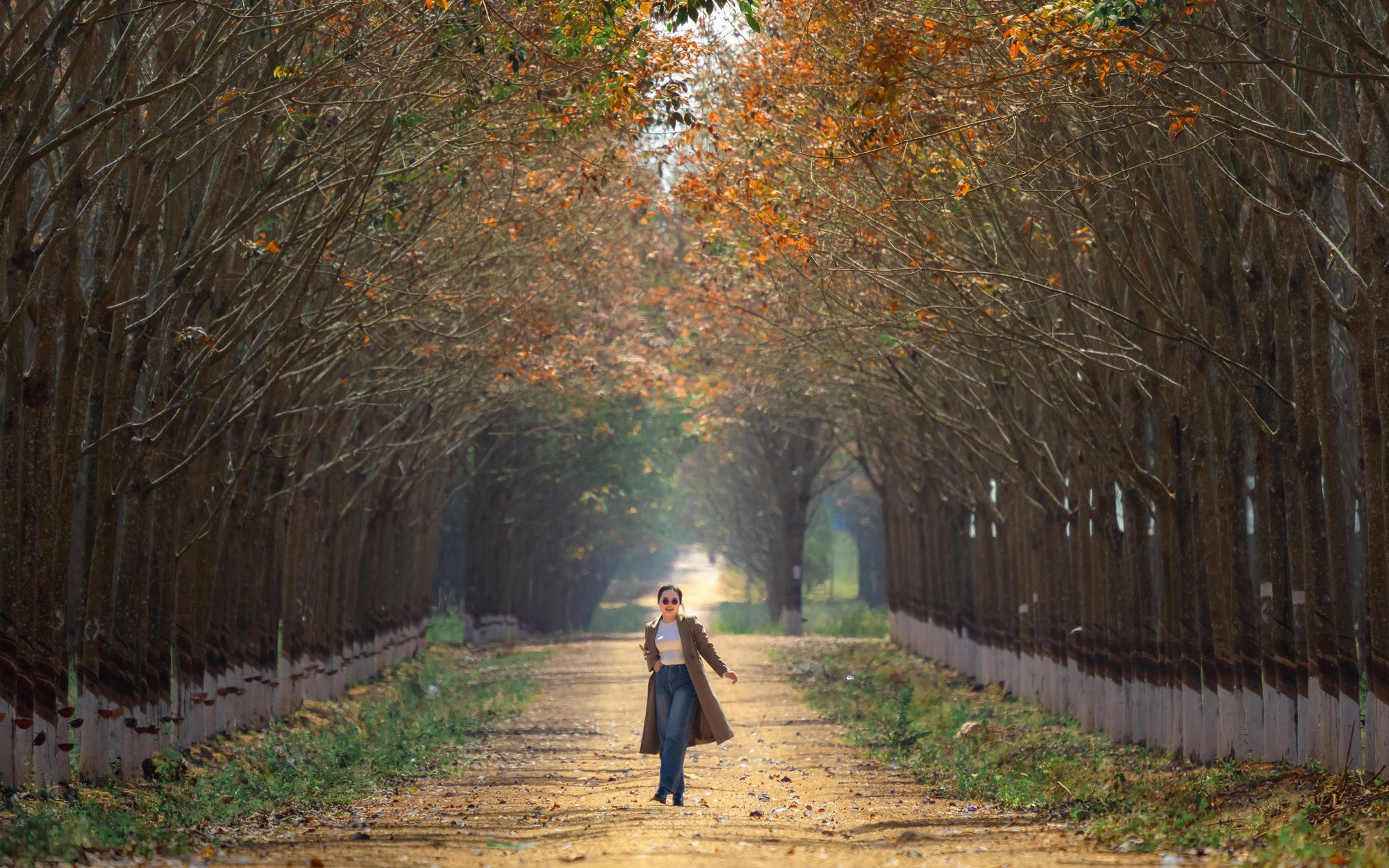 Đẹp ngỡ ngàng rừng khộp mùa thay lá- Ảnh 7.