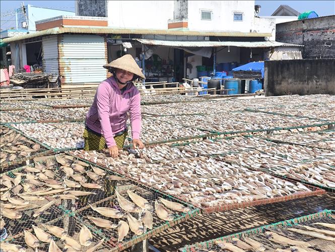 Làng nghề cá khô ven biển tăng công suất gấp 3 lần phục vụ Tết- Ảnh 2. Làng nghề cá khô ven biển tăng công suất gấp 3 lần phục vụ Tết- Ảnh 2.