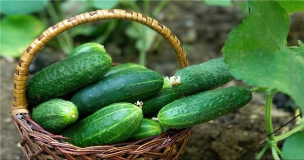 Cách sử dụng dưa chuột hỗ trợ hạ mỡ máu- Ảnh 1.