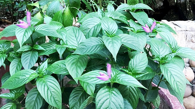 Lá cẩm - Dược liệu, chất tạo màu tự nhiên an toàn cho thực phẩm- Ảnh 1. Phía hừng đông lá cẩm | Báo Nhân Dân điện tử