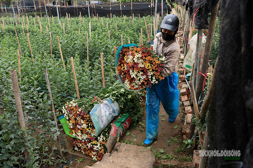 Rét 9°C, nông dân Hà Nội trùm áo mưa ra đồng chăm hoa Tết- Ảnh 12. Rét 9°C, nông dân Hà Nội trùm áo mưa ra đồng chăm hoa Tết- Ảnh 12.