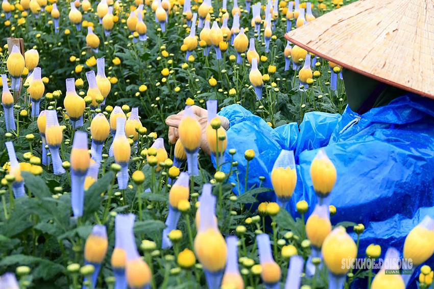 Rét 9°C, nông dân Hà Nội trùm áo mưa ra đồng chăm hoa Tết- Ảnh 5. Rét 9°C, nông dân Hà Nội trùm áo mưa ra đồng chăm hoa Tết- Ảnh 5.