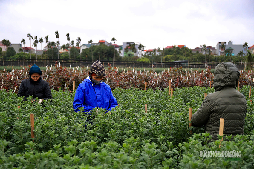 Rét 9°C, nông dân Hà Nội trùm áo mưa ra đồng chăm hoa Tết- Ảnh 3. Rét 9°C, nông dân Hà Nội trùm áo mưa ra đồng chăm hoa Tết- Ảnh 3.