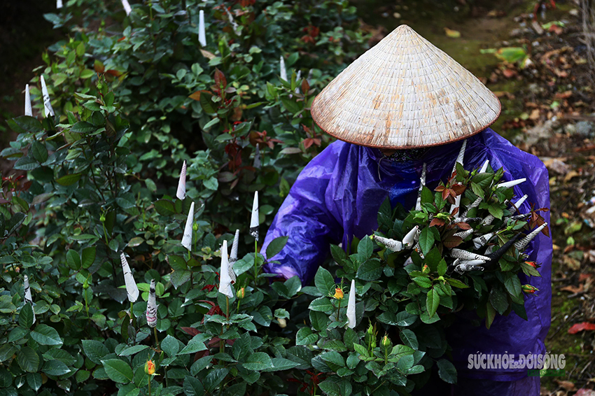 Rét 9°C, nông dân Hà Nội trùm áo mưa ra đồng chăm hoa Tết- Ảnh 8. Rét 9°C, nông dân Hà Nội trùm áo mưa ra đồng chăm hoa Tết- Ảnh 8.