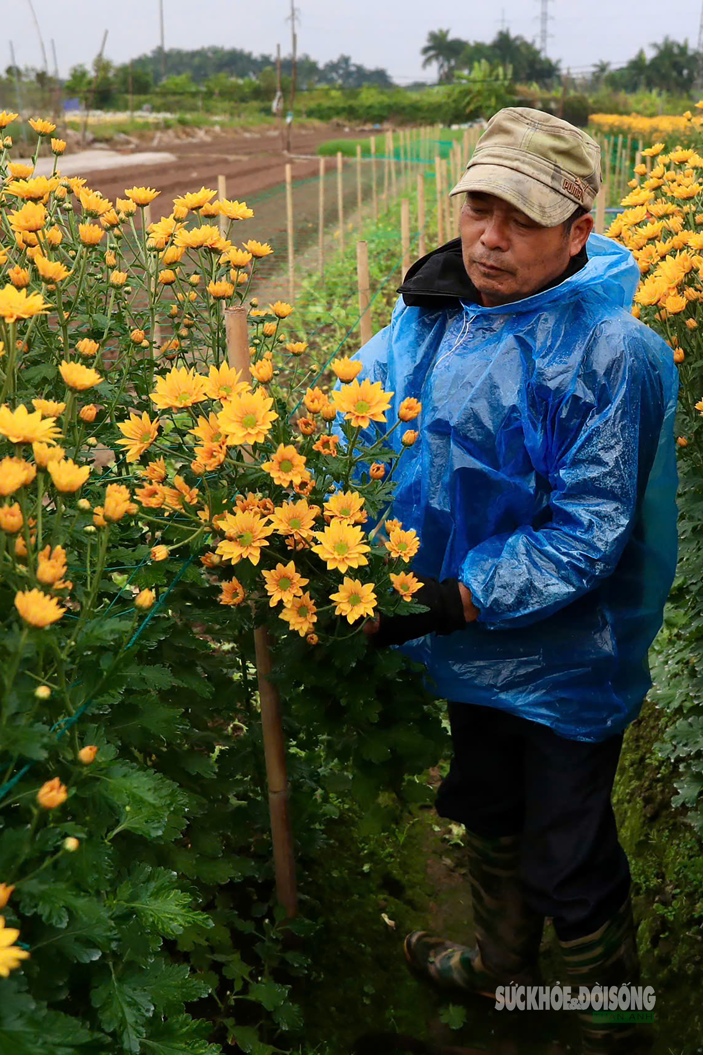 Rét 9°C, nông dân Hà Nội trùm áo mưa ra đồng chăm hoa Tết- Ảnh 6. Rét 9°C, nông dân Hà Nội trùm áo mưa ra đồng chăm hoa Tết- Ảnh 6.