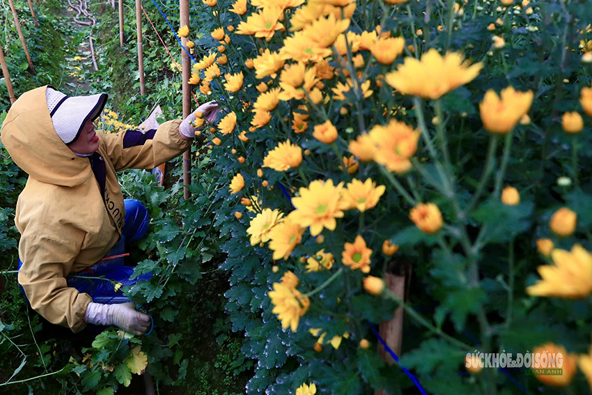 Rét 9°C, nông dân Hà Nội trùm áo mưa ra đồng chăm hoa Tết- Ảnh 7. Rét 9°C, nông dân Hà Nội trùm áo mưa ra đồng chăm hoa Tết- Ảnh 7.